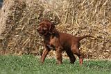 SETTER IRLANDAIS 166